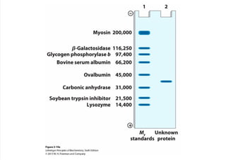cap_03_lehninger.pdf