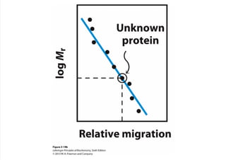cap_03_lehninger.pdf
