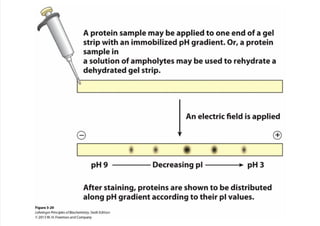 cap_03_lehninger.pdf