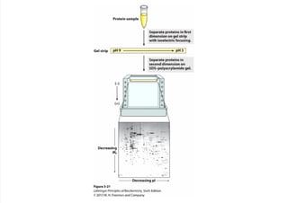 cap_03_lehninger.pdf