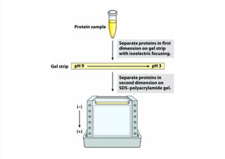 cap_03_lehninger.pdf
