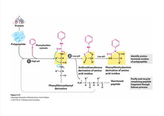 cap_03_lehninger.pdf