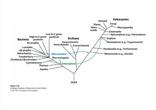 cap_03_lehninger.pdf