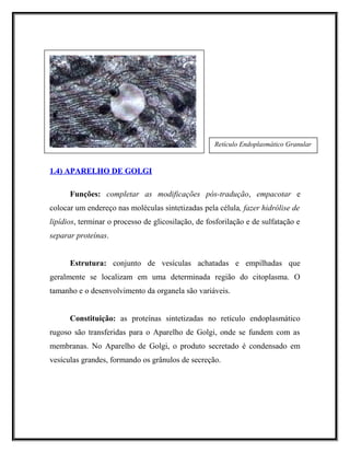 1.4) APARELHO DE GOLGI1.4) APARELHO DE GOLGI
Funções: completar as modificações pós-tradução, empacotar e
colocar um endereço nas moléculas sintetizadas pela célula, fazer hidrólise de
lipídios, terminar o processo de glicosilação, de fosforilação e de sulfatação e
separar proteínas.
Estrutura: conjunto de vesículas achatadas e empilhadas que
geralmente se localizam em uma determinada região do citoplasma. O
tamanho e o desenvolvimento da organela são variáveis.
Constituição: as proteínas sintetizadas no retículo endoplasmático
rugoso são transferidas para o Aparelho de Golgi, onde se fundem com as
membranas. No Aparelho de Golgi, o produto secretado é condensado em
vesículas grandes, formando os grânulos de secreção.
Retículo Endoplasmático Granular
 