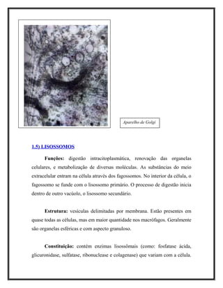 1.5) LISOSSOMOS1.5) LISOSSOMOS
Funções: digestão intracitoplasmática, renovação das organelas
celulares, e metabolização de diversas moléculas. As substâncias do meio
extracelular entram na célula através dos fagossomos. No interior da célula, o
fagossomo se funde com o lisossomo primário. O processo de digestão inicia
dentro de outro vacúolo, o lisossomo secundário.
Estrutura: vesículas delimitadas por membrana. Estão presentes em
quase todas as células, mas em maior quantidade nos macrófagos. Geralmente
são organelas esféricas e com aspecto granuloso.
Constituição: contém enzimas lisossômais (como: fosfatase ácida,
glicuronidase, sulfatase, ribonuclease e colagenase) que variam com a célula.
Aparelho de Golgi
 
