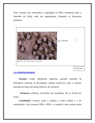 Estas enzimas são sintetizadas e segregadas no REG, transportas para o
Aparelho de Golgi, onde são empacotadas, formando os lisossomos
primários.
1.5) PEROXISSOMOS1.5) PEROXISSOMOS
Funções: oxidar substâncias orgânicas, prozudir peróxido de
hidrogênio, participa da β-oxidação, exporta acetil-CoA para o citossol,
participa da síntese de ácidos biliares e de colesterol.
Estrutura: esféricas, envolvidos por membrana. Ele se divide por
fissão.
Constituição: enzimas como a catalase, a urato oxidase e a D-
aminoácidos e não possuem DNA e RNA. A catalase é uma enzima muito
Lisossomo
 