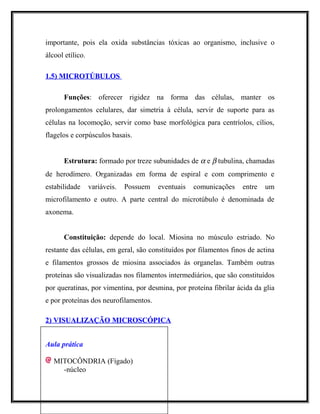 importante, pois ela oxida substâncias tóxicas ao organismo, inclusive o
álcool etílico.
1.5) MICROTÚBULOS1.5) MICROTÚBULOS
Funções: oferecer rigidez na forma das células, manter os
prolongamentos celulares, dar simetria à célula, servir de suporte para as
células na locomoção, servir como base morfológica para centríolos, cílios,
flagelos e corpúsculos basais.
Estrutura: formado por treze subunidades de α e β tubulina, chamadas
de herodímero. Organizadas em forma de espiral e com comprimento e
estabilidade variáveis. Possuem eventuais comunicações entre um
microfilamento e outro. A parte central do microtúbulo é denominada de
axonema.
Constituição: depende do local. Miosina no músculo estriado. No
restante das células, em geral, são constituídos por filamentos finos de actina
e filamentos grossos de miosina associados às organelas. Também outras
proteínas são visualizadas nos filamentos intermediários, que são constituídos
por queratinas, por vimentina, por desmina, por proteína fibrilar ácida da glia
e por proteínas dos neurofilamentos.
2) VISUALIZAÇÃO MICROSCÓPICA2) VISUALIZAÇÃO MICROSCÓPICA
Aula prática
MITOCÔNDRIA (Fígado)
-núcleo
 
