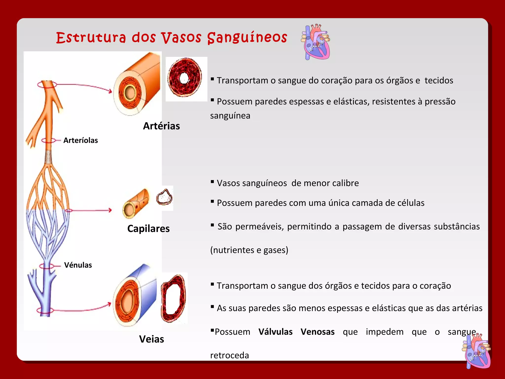 Estrutura dos Vasos Sanguíneos
 Transportam o sangue do coração para os órgãos e tecidos
Artérias
Capilares
Veias
 Transportam o sangue dos órgãos e tecidos para o coração
 Vasos sanguíneos de menor calibre
Arteríolas
Vénulas
 Possuem paredes espessas e elásticas, resistentes à pressão
sanguínea
 As suas paredes são menos espessas e elásticas que as das artérias
Possuem Válvulas Venosas que impedem que o sangue
retroceda
 Possuem paredes com uma única camada de células
 São permeáveis, permitindo a passagem de diversas substâncias
(nutrientes e gases)
 