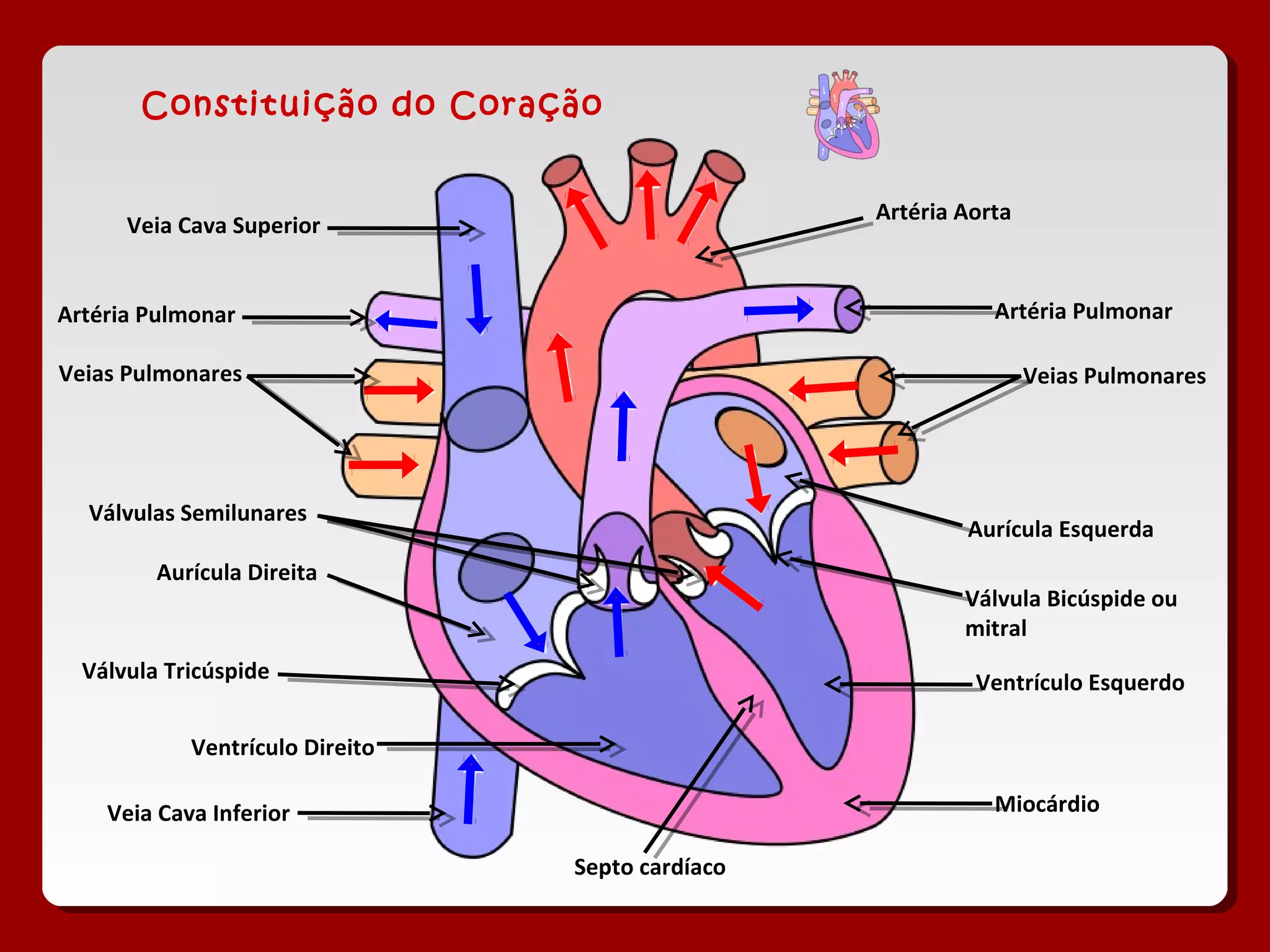 Constituição do Coração
Artéria Aorta
Artéria PulmonarArtéria Pulmonar
Veias PulmonaresVeias Pulmonares
Veia Cava Superior
Veia Cava Inferior
Aurícula Direita
Aurícula Esquerda
Ventrículo Direito
Ventrículo Esquerdo
Miocárdio
Válvula Tricúspide
Válvula Bicúspide ou
mitral
Septo cardíaco
Válvulas Semilunares
 