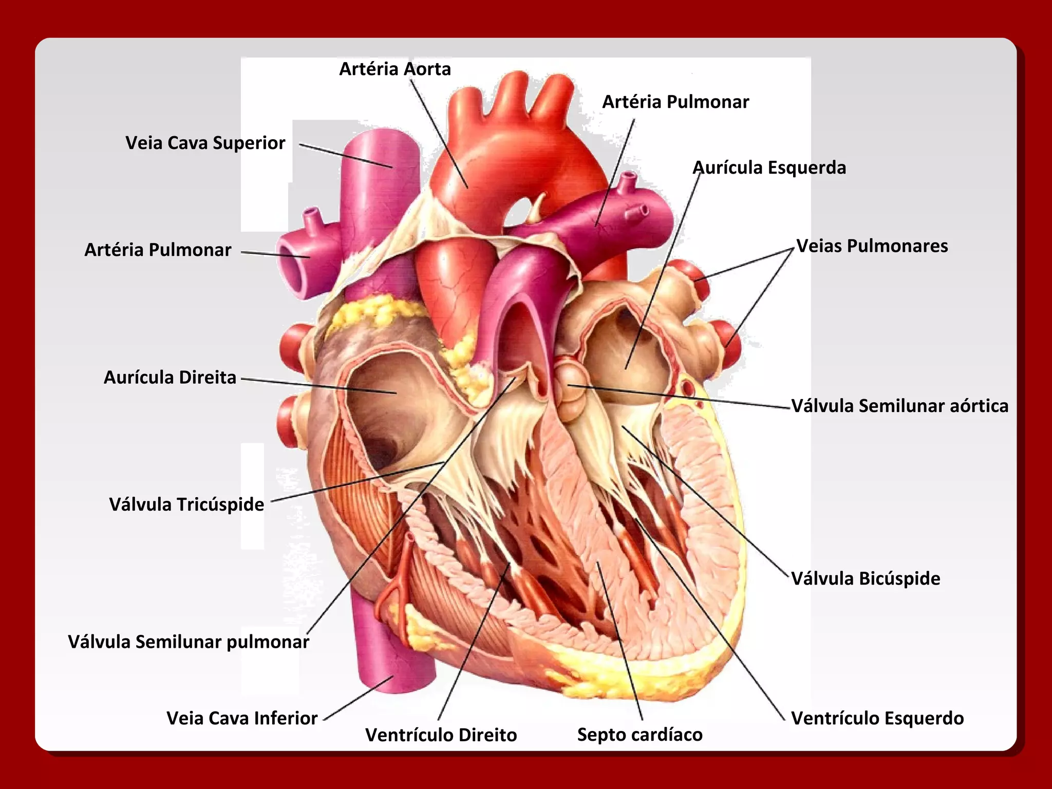Artéria Aorta
Artéria Pulmonar Veias Pulmonares
Veia Cava Superior
Veia Cava Inferior
Aurícula Direita
Aurícula Esquerda
Ventrículo Direito
Ventrículo Esquerdo
Válvula Tricúspide
Válvula Bicúspide
Septo cardíaco
Artéria Pulmonar
Válvula Semilunar aórtica
Válvula Semilunar pulmonar
 
