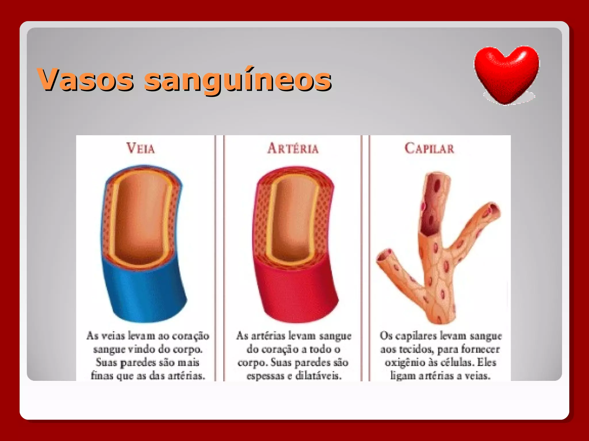 Vasos sanguíneosVasos sanguíneos
 