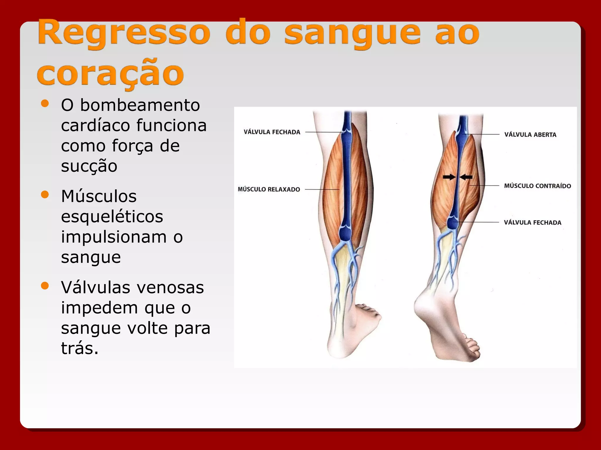  O bombeamento
cardíaco funciona
como força de
sucção
 Músculos
esqueléticos
impulsionam o
sangue
 Válvulas venosas
impedem que o
sangue volte para
trás.
 