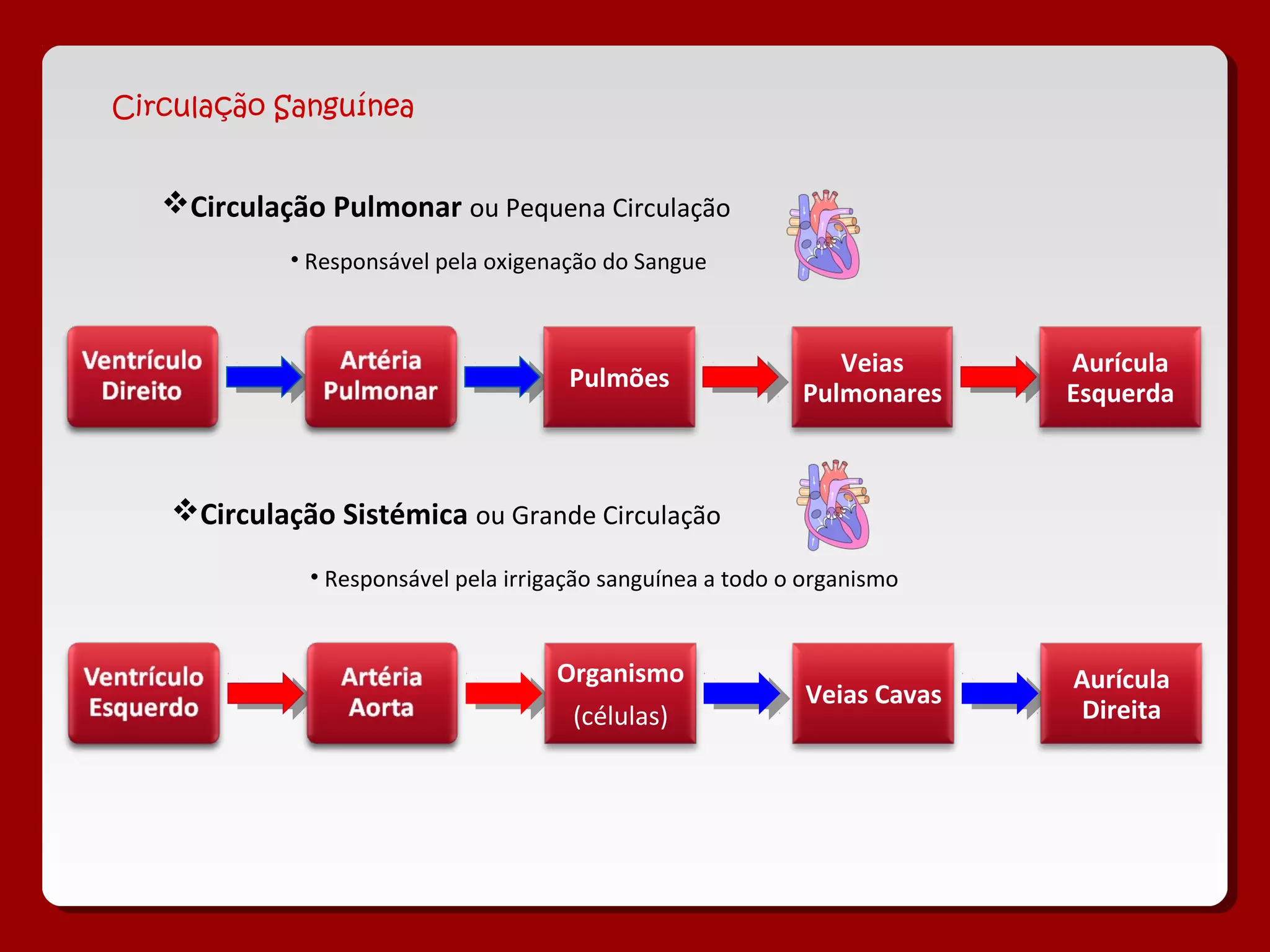 Circulação Sanguínea
Circulação Pulmonar ou Pequena Circulação
• Responsável pela oxigenação do Sangue
Pulmões
Veias
Pulmonares
Aurícula
Esquerda
Circulação Sistémica ou Grande Circulação
• Responsável pela irrigação sanguínea a todo o organismo
Organismo
(células)
Veias Cavas
Aurícula
Direita
 