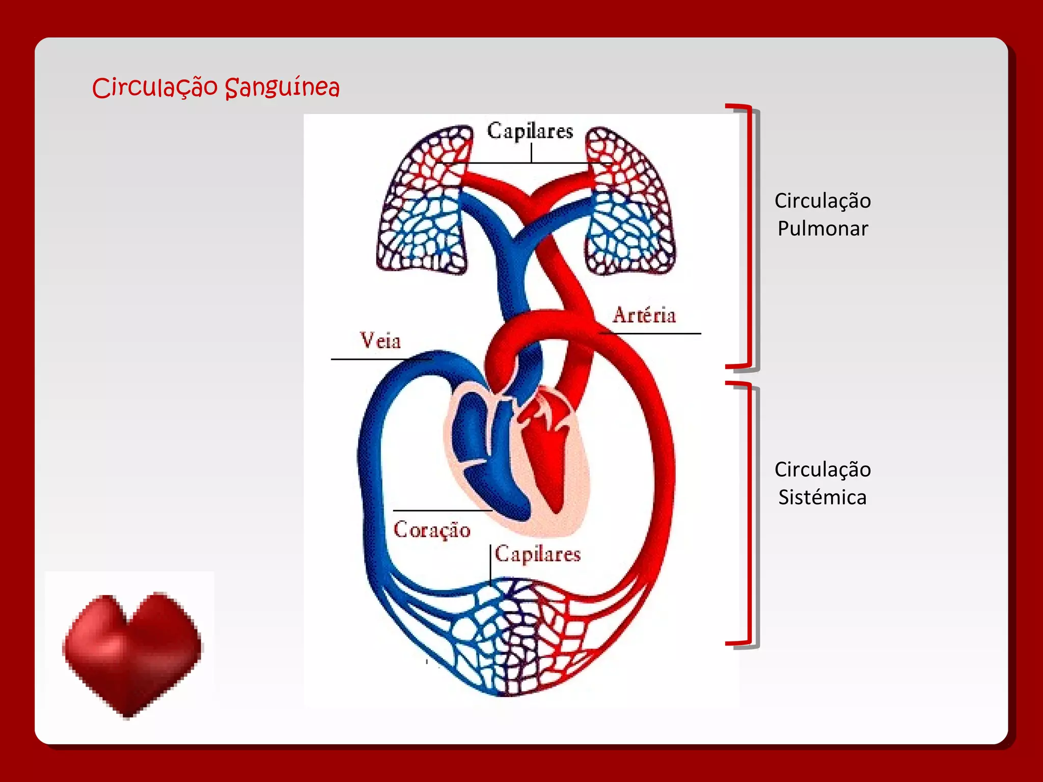 Circulação Sanguínea
Circulação
Pulmonar
Circulação
Sistémica
 
