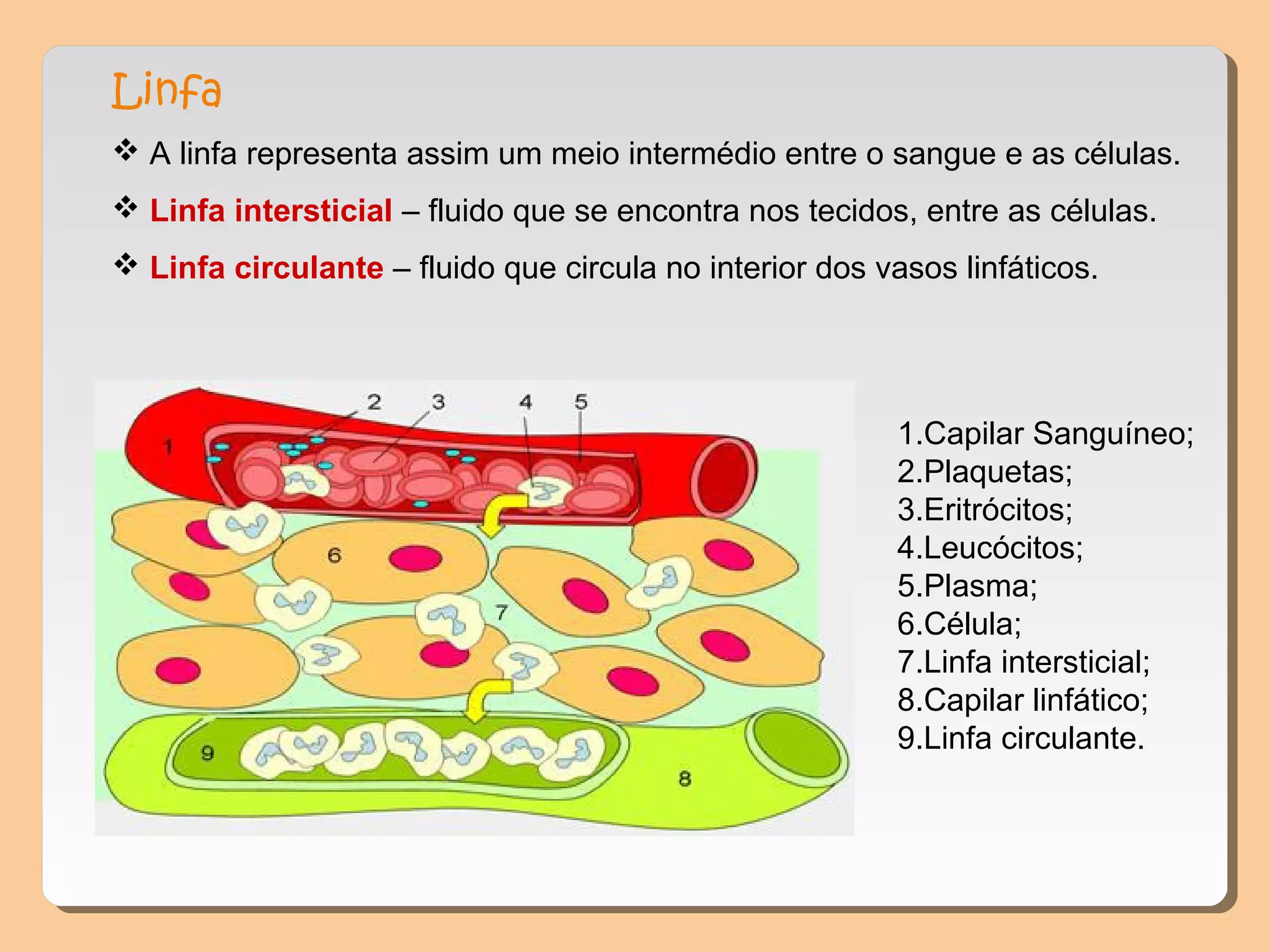 Linfa
 A linfa representa assim um meio intermédio entre o sangue e as células.
 Linfa intersticial – fluido que se encontra nos tecidos, entre as células.
 Linfa circulante – fluido que circula no interior dos vasos linfáticos.
1.Capilar Sanguíneo;
2.Plaquetas;
3.Eritrócitos;
4.Leucócitos;
5.Plasma;
6.Célula;
7.Linfa intersticial;
8.Capilar linfático;
9.Linfa circulante.
 