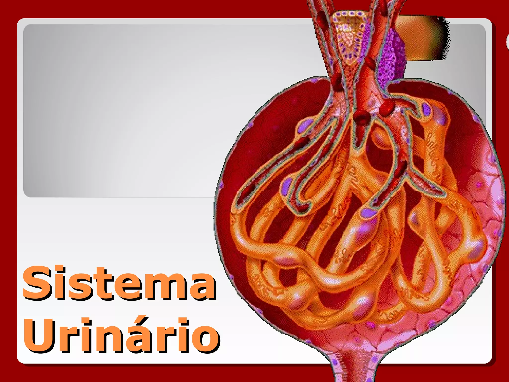 SistemaSistema
UrinárioUrinário
 