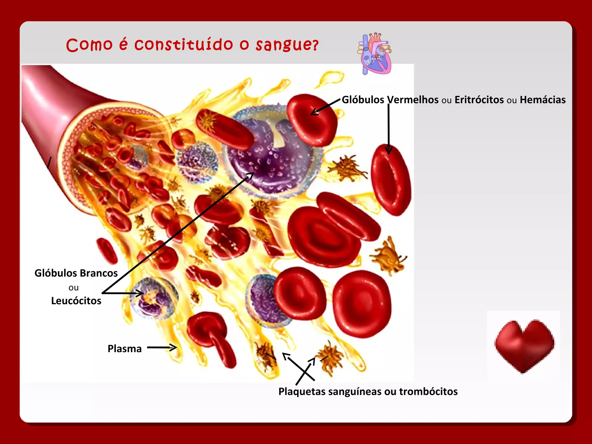 Como é constituído o sangue?
Glóbulos Vermelhos ou Eritrócitos ou Hemácias
Glóbulos Brancos
ou
Leucócitos
Plasma
Plaquetas sanguíneas ou trombócitos
 