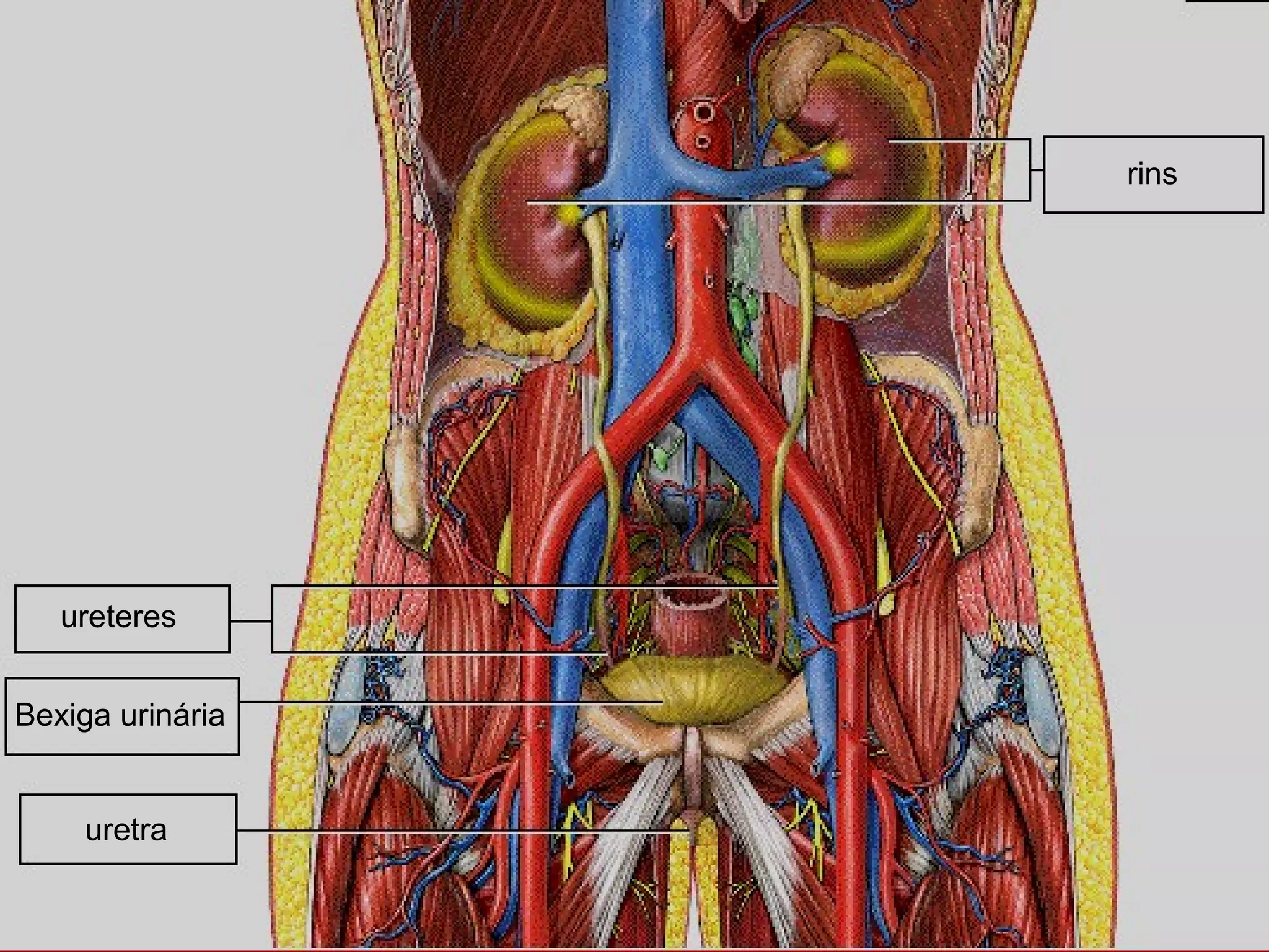 rins
ureteres
Bexiga urinária
uretra
 
