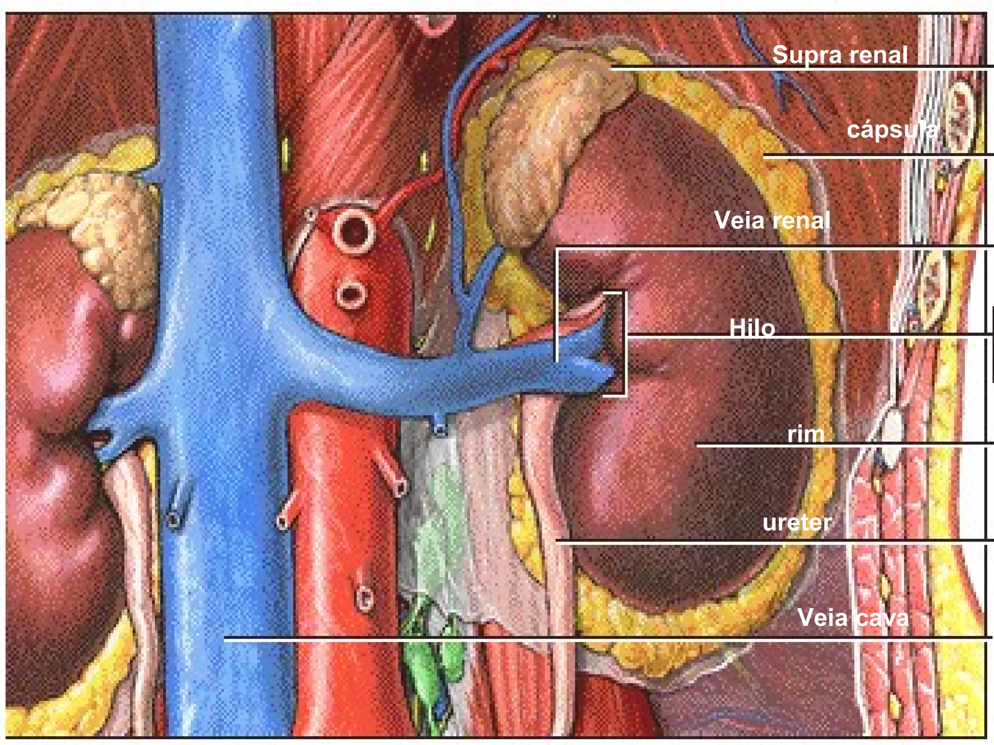 rim
ureter
Veia cava
Supra renal
Veia renal
Hilo
cápsula
 