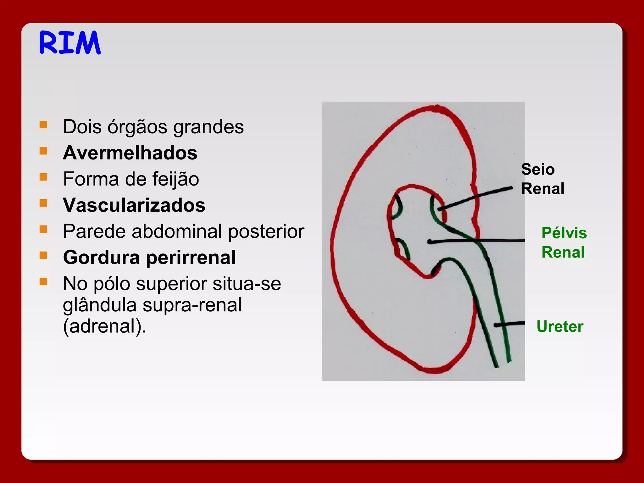 RIM
 Dois órgãos grandes
 Avermelhados
 Forma de feijão
 Vascularizados
 Parede abdominal posterior
 Gordura perirrenal
 No pólo superior situa-se
glândula supra-renal
(adrenal). Ureter
Pélvis
Renal
Seio
Renal
 