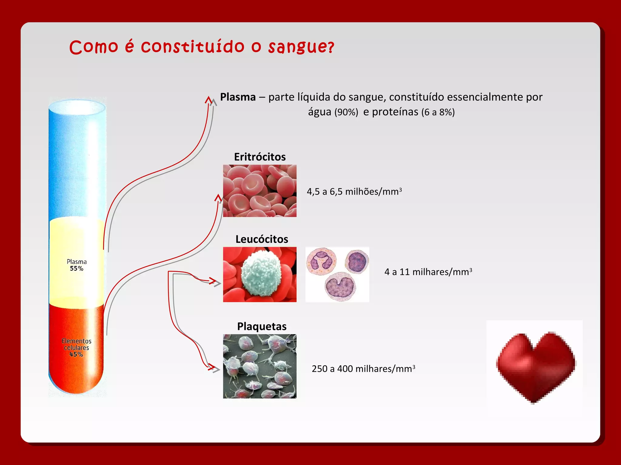Plasma – parte líquida do sangue, constituído essencialmente por
água (90%) e proteínas (6 a 8%)
Eritrócitos
4,5 a 6,5 milhões/mm3
Leucócitos
4 a 11 milhares/mm3
Plaquetas
250 a 400 milhares/mm3
Como é constituído o sangue?
 