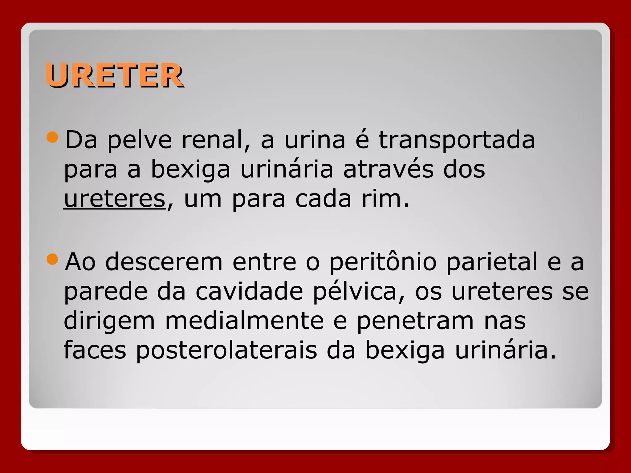 URETERURETER
Da pelve renal, a urina é transportada
para a bexiga urinária através dos
ureteres, um para cada rim.
Ao descerem entre o peritônio parietal e a
parede da cavidade pélvica, os ureteres se
dirigem medialmente e penetram nas
faces posterolaterais da bexiga urinária.
 