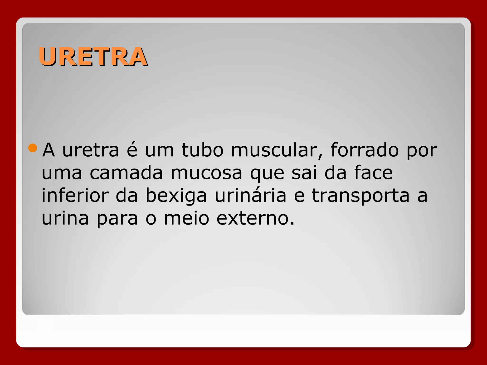 URETRAURETRA
A uretra é um tubo muscular, forrado por
uma camada mucosa que sai da face
inferior da bexiga urinária e transporta a
urina para o meio externo.
 