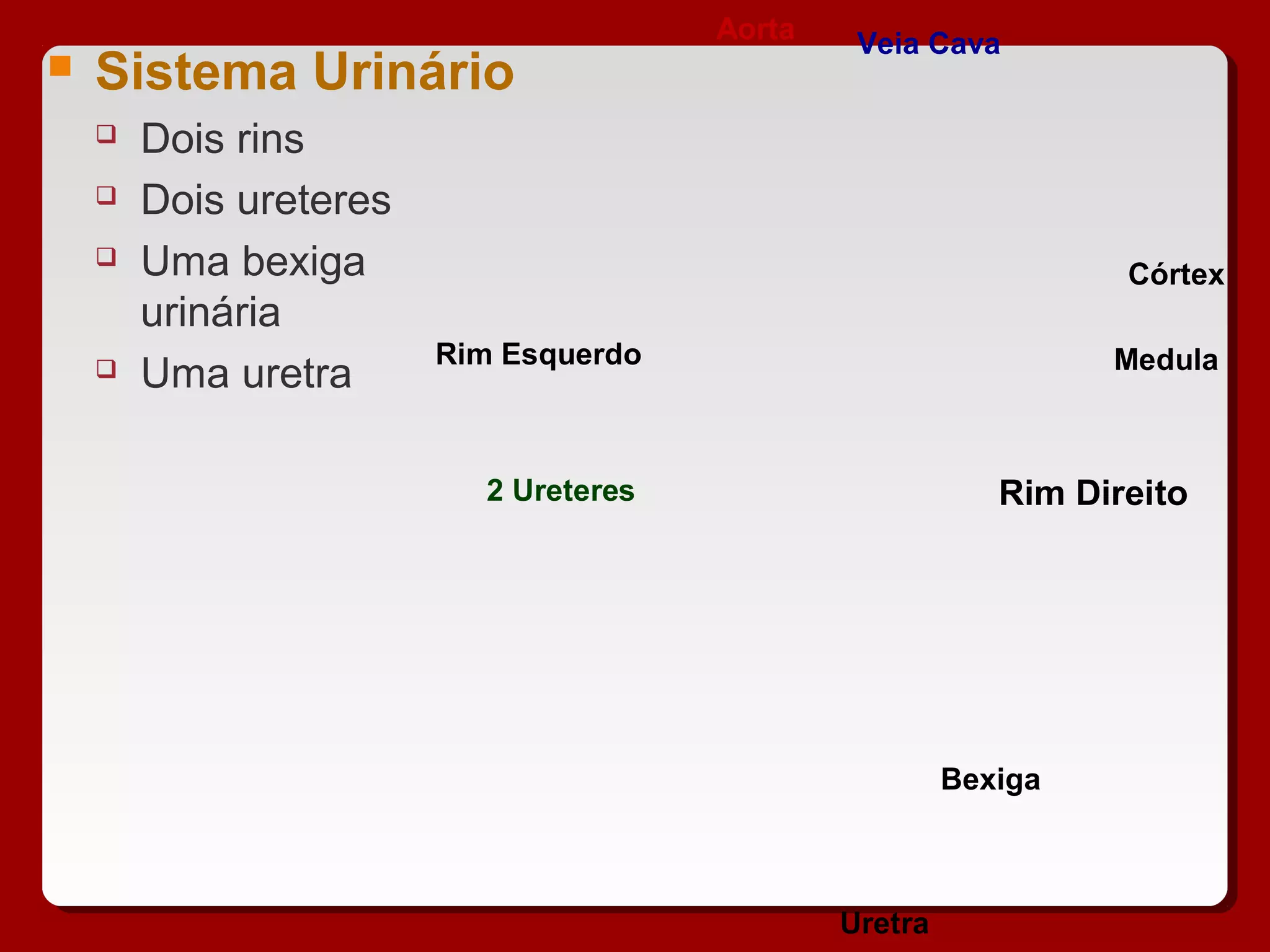  Sistema Urinário
 Dois rins
 Dois ureteres
 Uma bexiga
urinária
 Uma uretra
Aorta Veia Cava
Córtex
MedulaRim Esquerdo
Rim Direito
Bexiga
Uretra
2 Ureteres
 