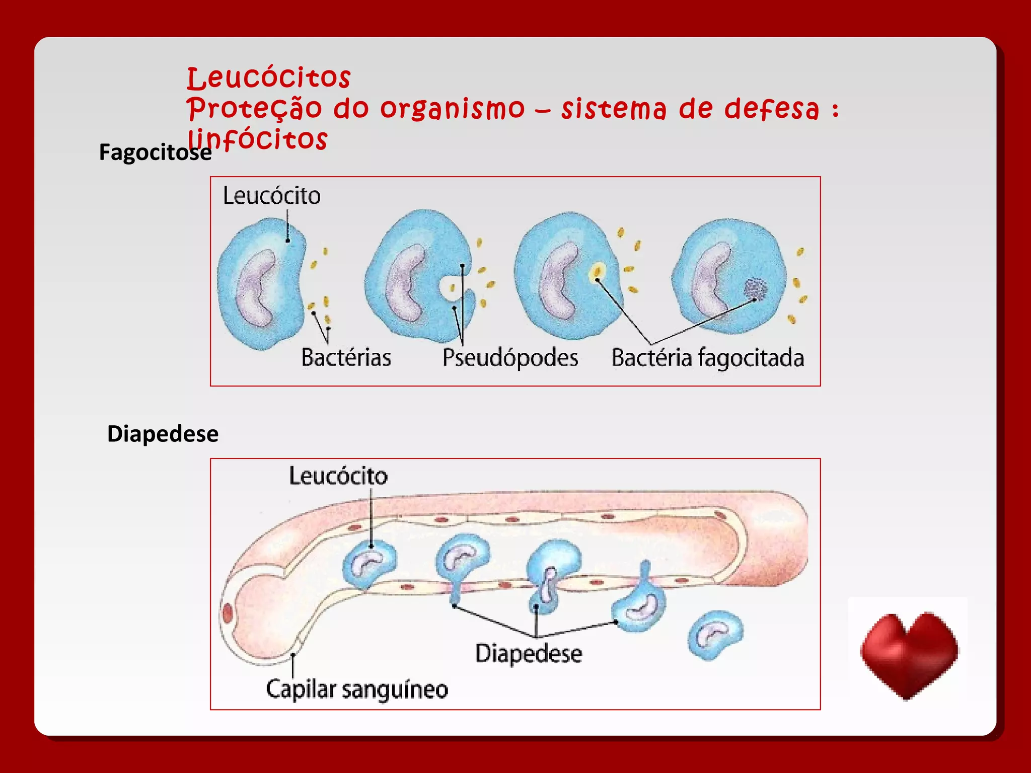 Leucócitos
Proteção do organismo – sistema de defesa :
linfócitosFagocitose
Diapedese
 
