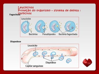 Leucócitos
Proteção do organismo – sistema de defesa :
linfócitosFagocitose
Diapedese
 