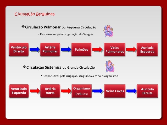 Resultado de imagem para esquema da grande e pequena circulação com orgãos E funções