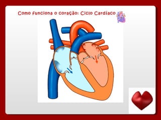 Como funciona o coração: Ciclo Cardíaco 