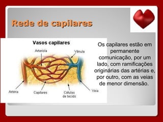 Rede de capilares Os capilares estão em permanente comunicação, por um lado, com ramificações originárias das artérias e, por outro, com as veias de menor dimensão.  