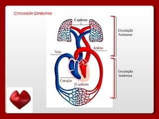 Circulação Sanguínea Circulação Pulmonar Circulação Sistémica 