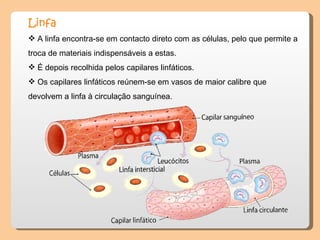 Linfa   A linfa encontra-se em contacto direto com as células, pelo que permite a troca de materiais indispensáveis a estas.  É depois recolhida pelos capilares linfáticos.  Os capilares linfáticos reúnem-se em vasos de maior calibre que devolvem a linfa à circulação sanguínea.  