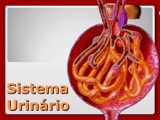 Sistema Urinário 