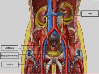 rins ureteres Bexiga urinária uretra 