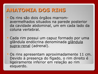 ANATOMIA DOS RINS Os rins são dois órgãos marrom-avermelhados situados na parede posterior da cavidade abdominal, um em cada lado da coluna vertebral. Cada rim possui um capuz formado por uma glândula endócrina denominada  glândula supra-renal  (adrenal). Os rins apresentam aproximadamente 11 cm. Devido à presença do fígado, o rim direito é ligeiramente inferior em relação ao rim esquerdo. 