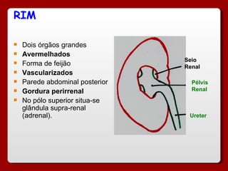 RIM Dois órgãos grandes Avermelhados Forma de feijão Vascularizados Parede abdominal posterior Gordura perirrenal No pólo superior situa-se glândula supra-renal (adrenal). Ureter Pélvis Renal Seio Renal 
