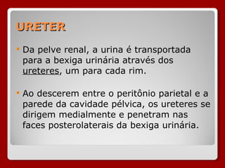 URETER Da pelve renal, a urina é transportada para a bexiga urinária através dos  ureteres , um para cada rim. Ao descerem entre o peritônio parietal e a parede da cavidade pélvica, os ureteres se dirigem medialmente e penetram nas faces posterolaterais da bexiga urinária. 