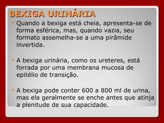 BEXIGA URINÁRIA Quando a bexiga está cheia, apresenta-se de forma esférica, mas, quando vazia, seu formato assemelha-se a uma pirâmide invertida. A bexiga urinária, como os ureteres, está forrada por uma membrana mucosa de epitélio de transição. A bexiga pode conter 600 a 800 ml de urina, mas ela geralmente se enche antes que atinja a plenitude de sua capacidade. 
