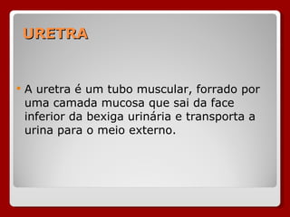 URETRA A uretra é um tubo muscular, forrado por uma camada mucosa que sai da face inferior da bexiga urinária e transporta a urina para o meio externo. 