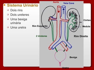 Sistema Urinário Dois rins Dois ureteres Uma bexiga urinária Uma uretra 