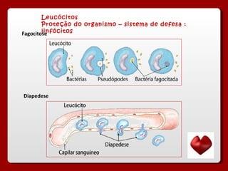 Leucócitos Proteção do organismo – sistema de defesa : linfócitos  Fagocitose Diapedese 