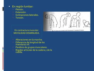 En región lumbar: Flexión. Extensión. Inclinaciones laterales. Torsión. MARCHA Alteraciones en la marcha. Diferencia de longitud de los miembros inf. Parálisis de grupos musculares. Rigidez articular de la cadera y de la rodilla. En contractura muscular: MOVILIDAD DISMINUIDA. 