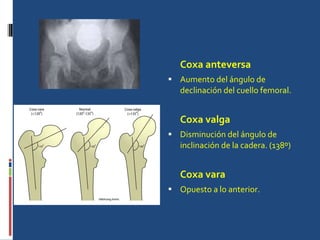 Coxa anteversa Aumento del ángulo de declinación del cuello femoral. Coxa valga Disminución del ángulo de inclinación de la cadera. (138º) Coxa vara Opuesto a lo anterior. 