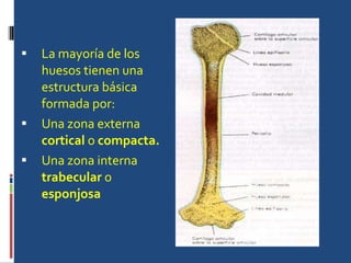 La mayoría de los huesos tienen una estructura básica formada por: Una zona externa  cortical  o  compacta.  Una zona interna  trabecular  o  esponjosa 