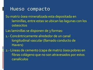 Hueso compacto Su matriz ósea mineralizada esta depositada en laminillas, entre estas se ubican las lagunas con los osteocitos  Las laminillas se disponen de 3 formas:  1.- Concéntricamente alrededor de un canal longitudinal vascular (llamado conducto de Havers)  2.- Líneas de cemento (capa de matriz ósea pobres en fibras colágeno que no son atravesados por estos canalículos  