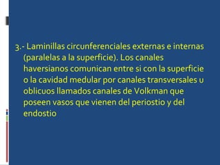 3.- Laminillas circunferenciales externas e internas (paralelas a la superficie). Los canales haversianos comunican entre si con la superficie o la cavidad medular por canales transversales u oblicuos llamados canales de Volkman que poseen vasos que vienen del periostio y del endostio  