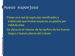 Hueso esponjoso - Posee una red de espículas ramificadas o trabéculas que limitan espacios ocupados por médula ósea - Se ubica en el interior de las epifisis de los huesos largos y huesos planos del cráneo  